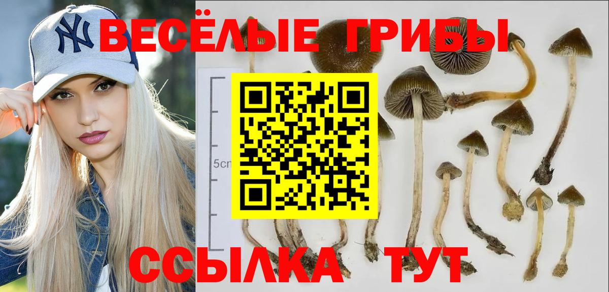 Галлюциногенные грибы Psilocybine cubensis Мелеуз